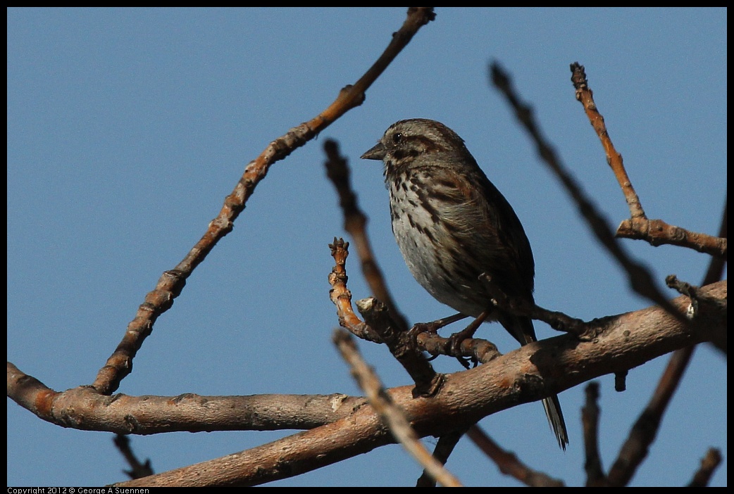 0619-084741-03.jpg - Song Sparrow