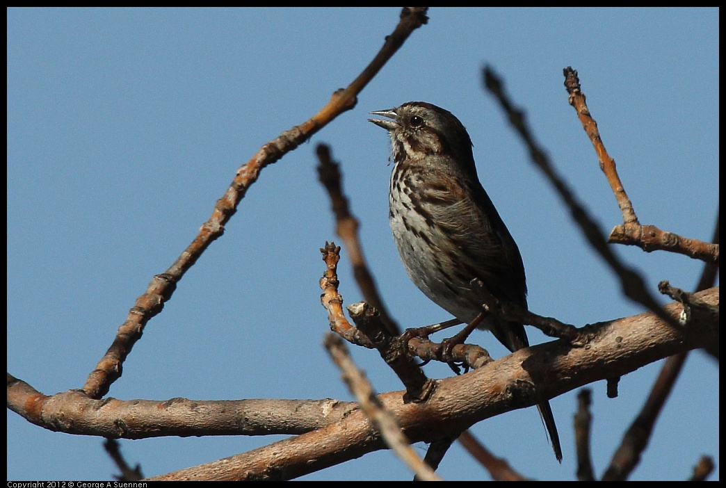 0619-084746-05.jpg - Song Sparrow