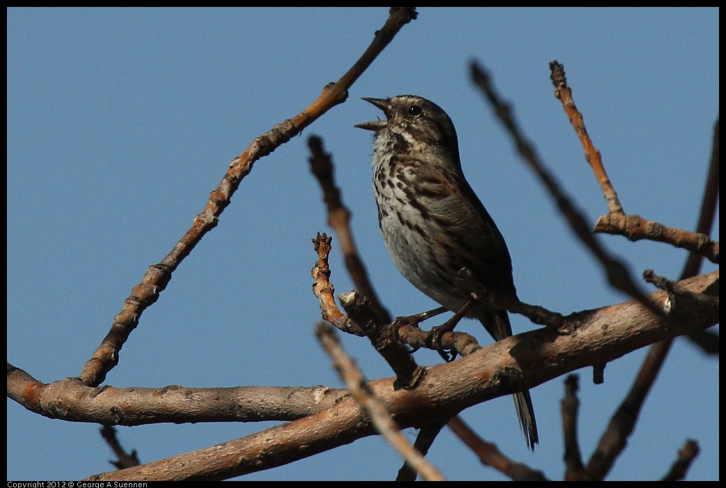 0619-084748-02.jpg - Song Sparrow