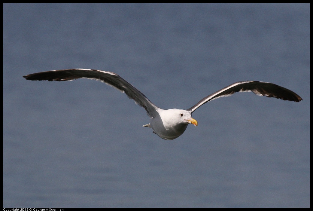 0619-084815-02.jpg - Western Gull