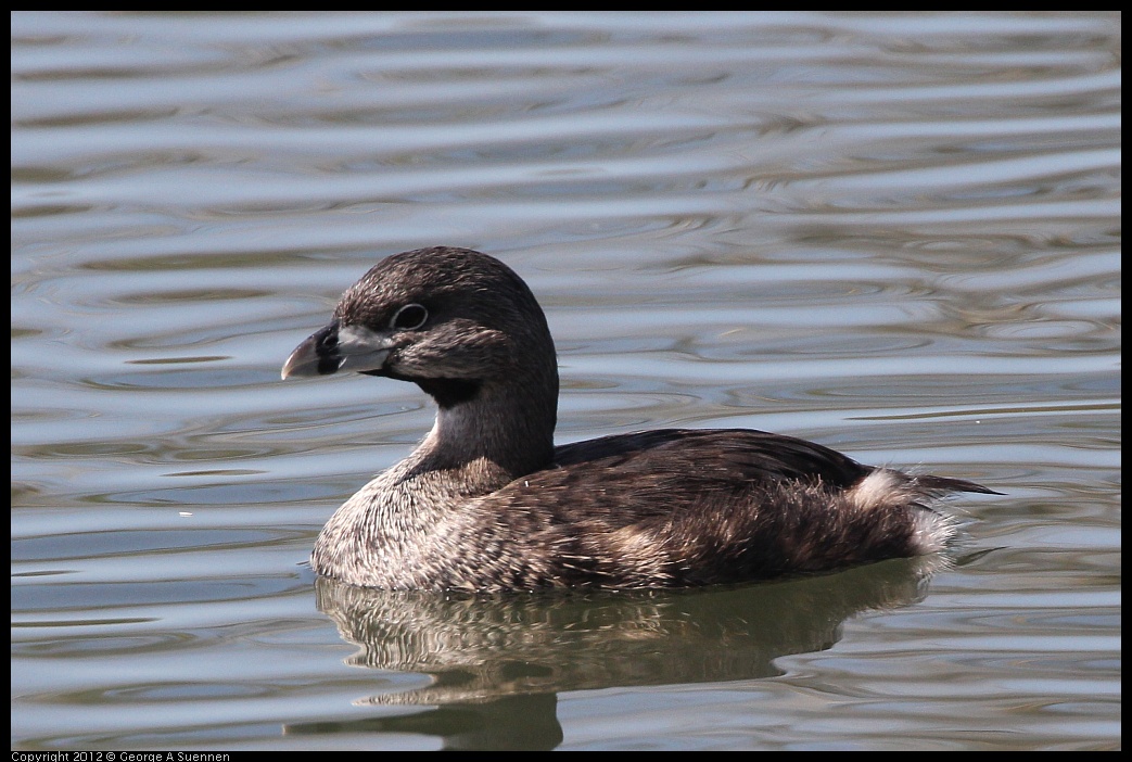 0619-085103-04.jpg - Pied-billed Grebe