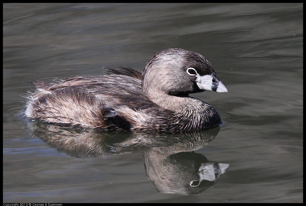 0619-085113-04.jpg - Pied-billed Grebe