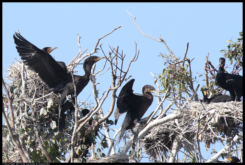 0619-085126-02.jpg - Double-crested Cormorant