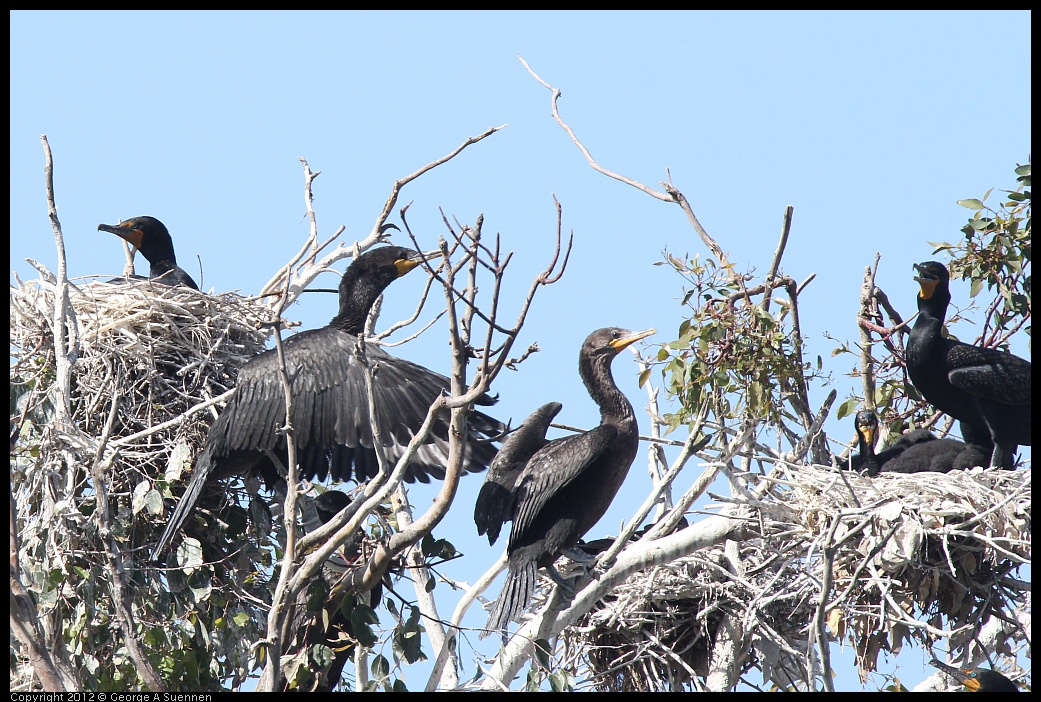 0619-085129-03.jpg - Double-crested Cormorant