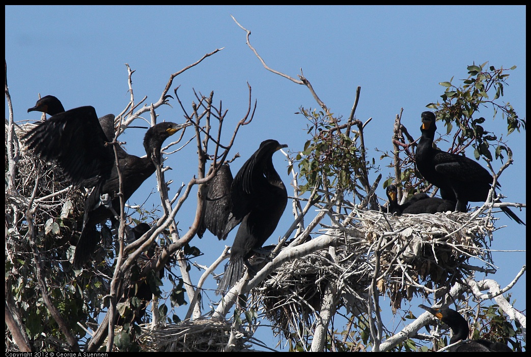 0619-085130-02.jpg - Double-crested Cormorant