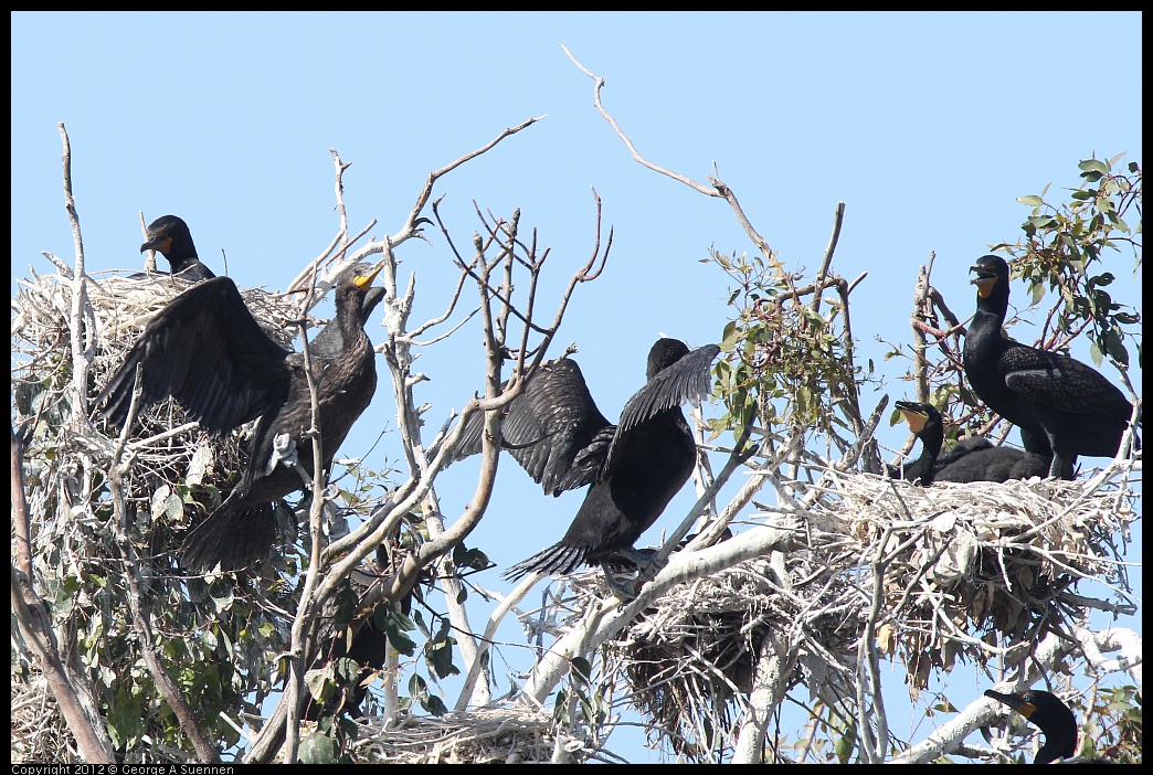 0619-085132-03.jpg - Double-crested Cormorant