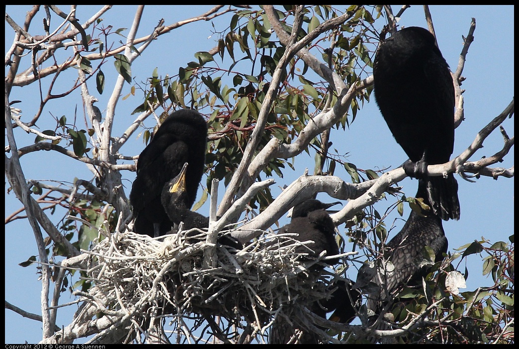 0619-085137-04.jpg - Double-crested Cormorant