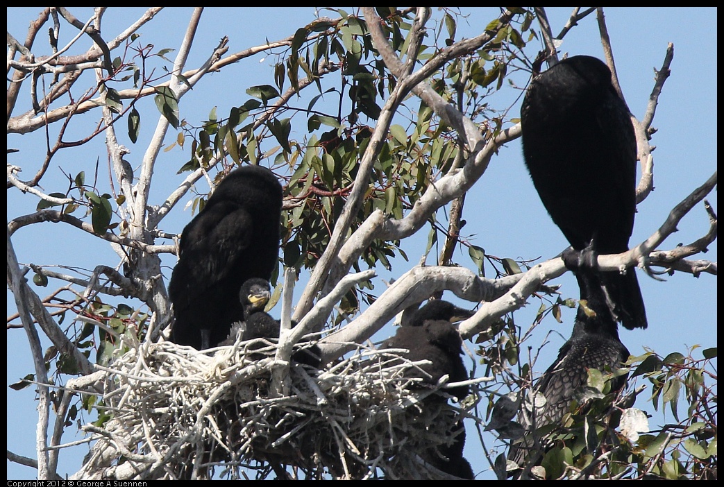 0619-085152-01.jpg - Double-crested Cormorant