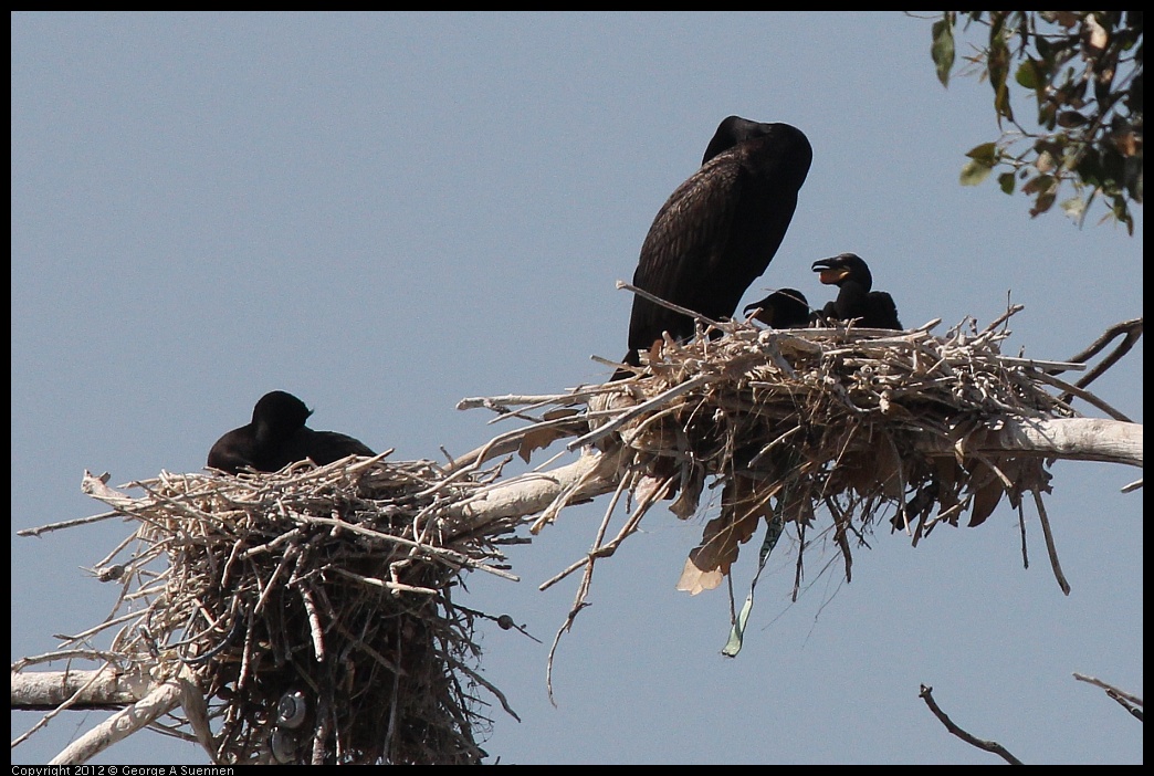 0619-085515-05.jpg - Double-crested Cormorant