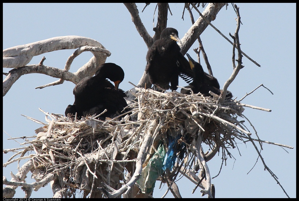 0619-085554-02.jpg - Double-crested Cormorant