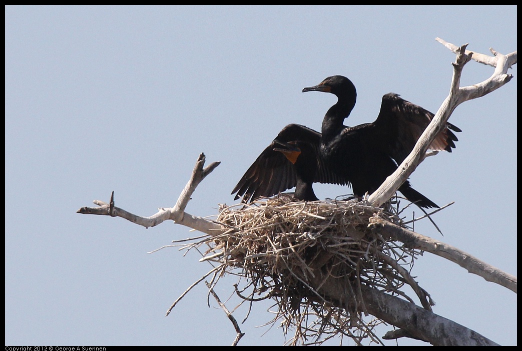 0619-085609-01.jpg - Double-crested Cormorant