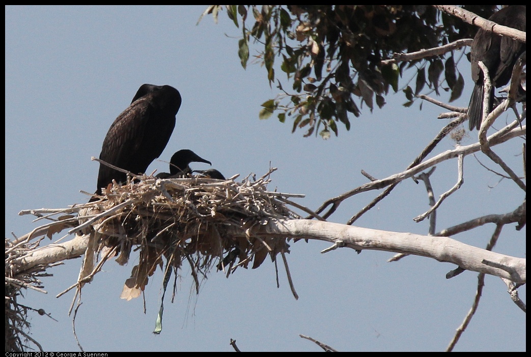 0619-085627-04.jpg - Double-crested Cormorant