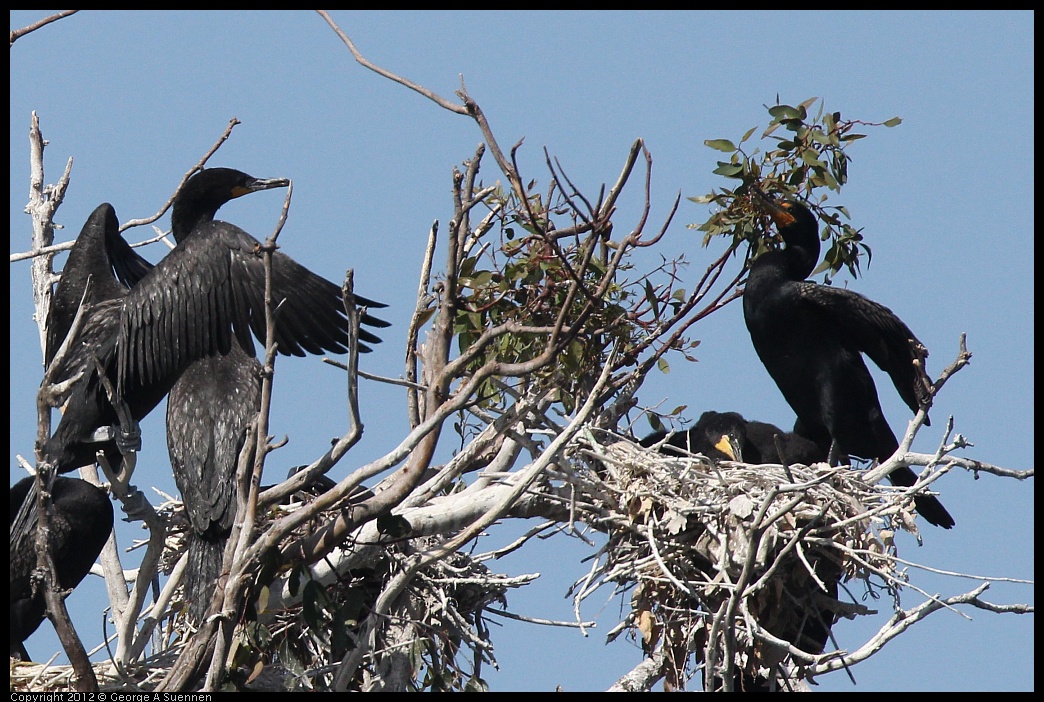 0619-085718-02.jpg - Double-crested Cormorant