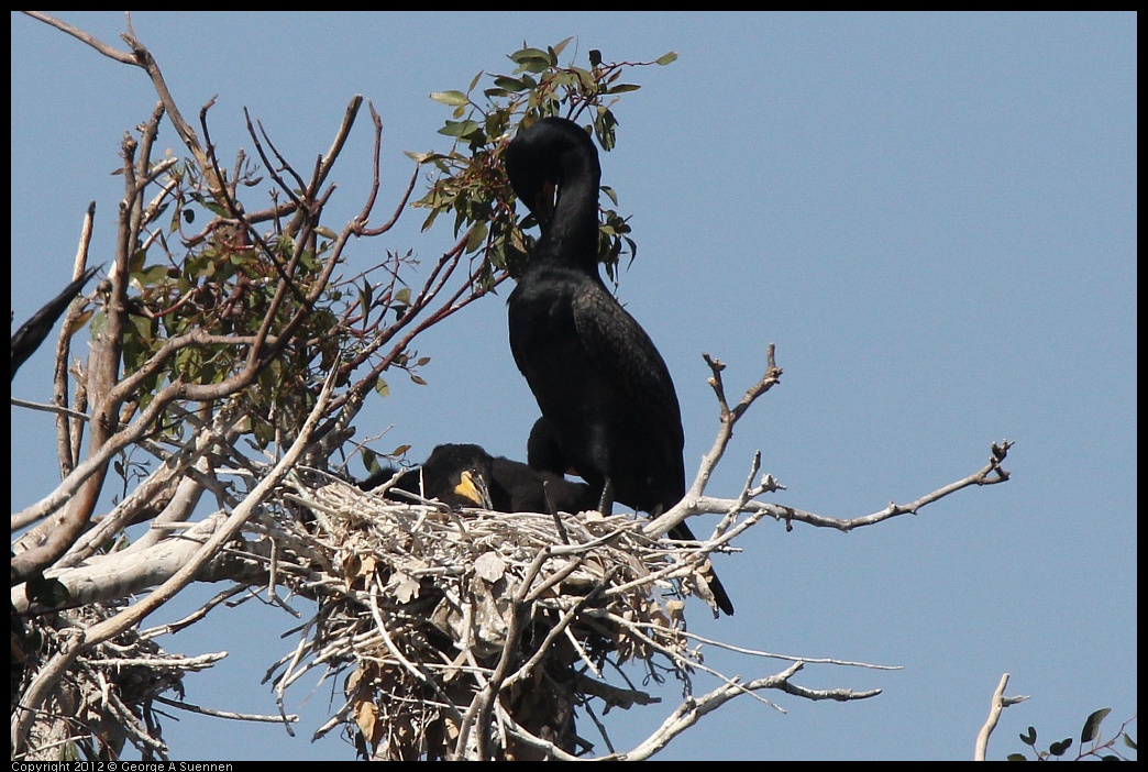 0619-090024-01.jpg - Double-crested Cormorant