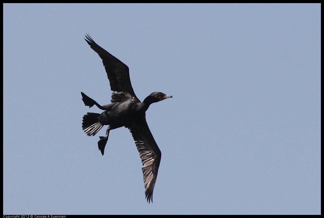 0619-090104-02.jpg - Double-crested Cormorant