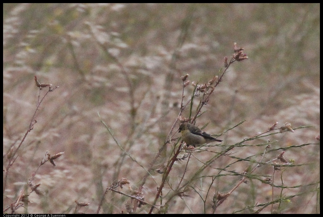 0622-075510-01.jpg - American Goldfinch (Id purposes only)