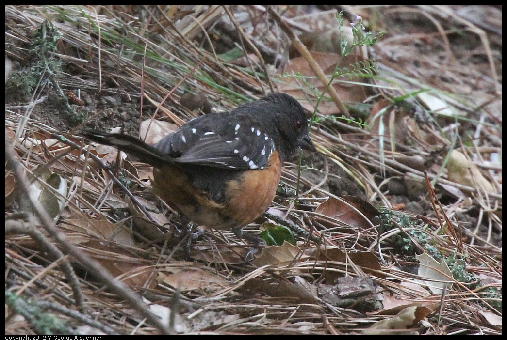 0622-082612-01.jpg - Spotted Towhee