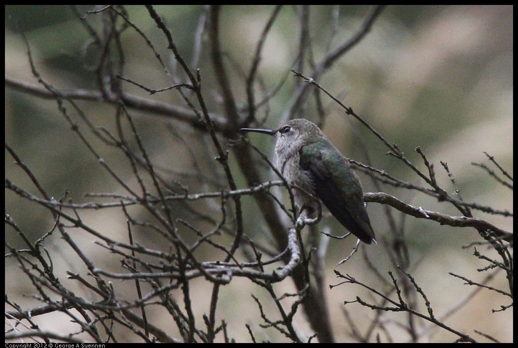 0622-083334-01.jpg - Anna's Hummingbird