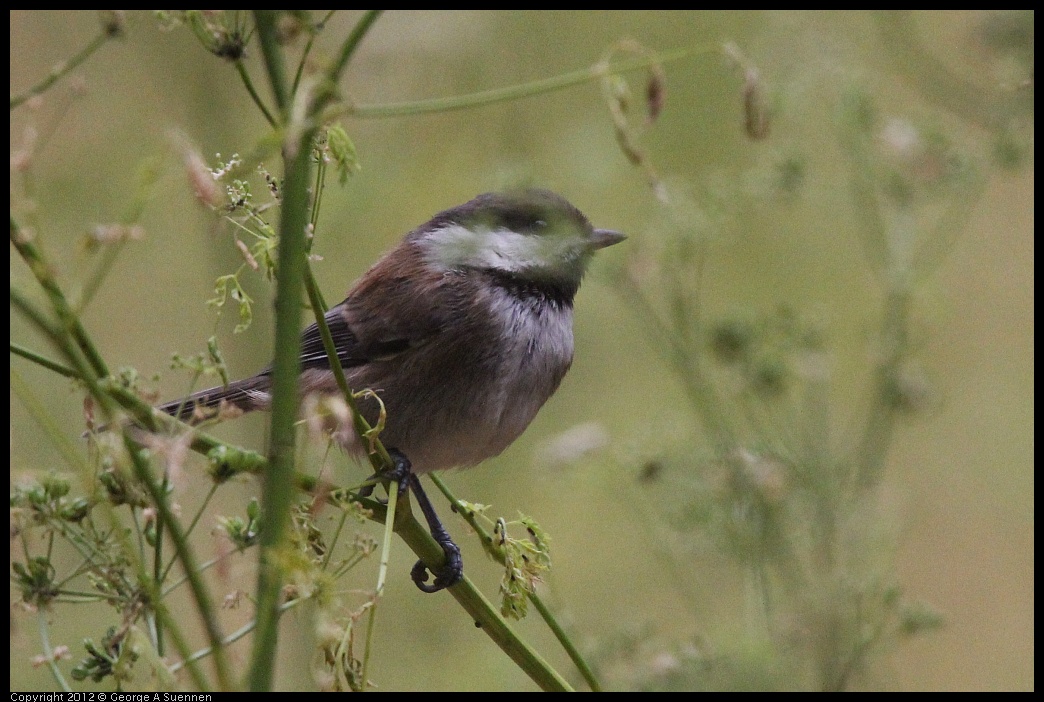 0622-083612-01.jpg - Chestnut-backed Chickadee