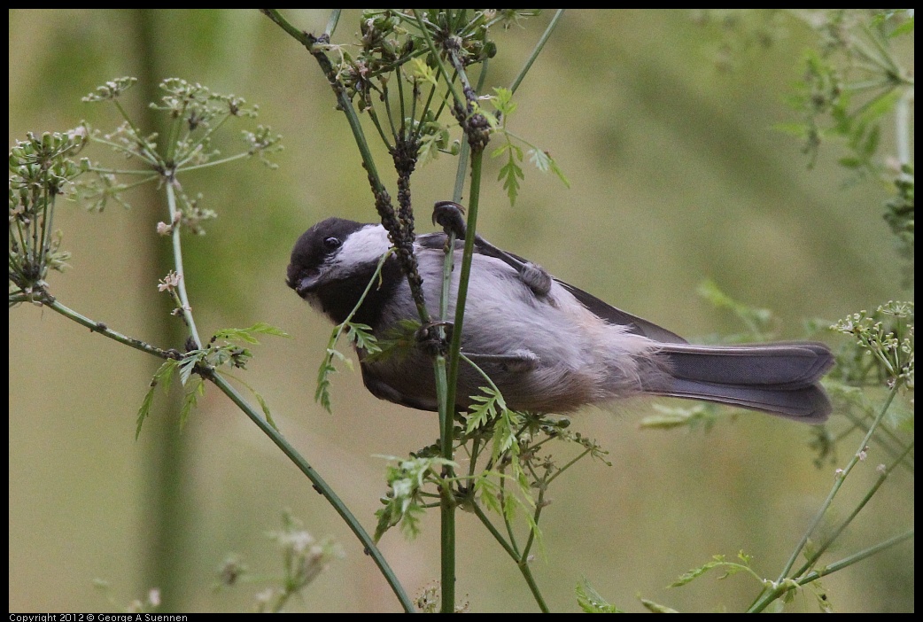 0622-083616-04.jpg - Chestnut-backed Chickadee