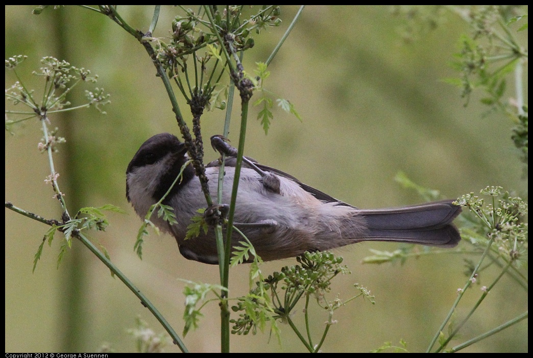 0622-083618-02.jpg - Chestnut-backed Chickadee