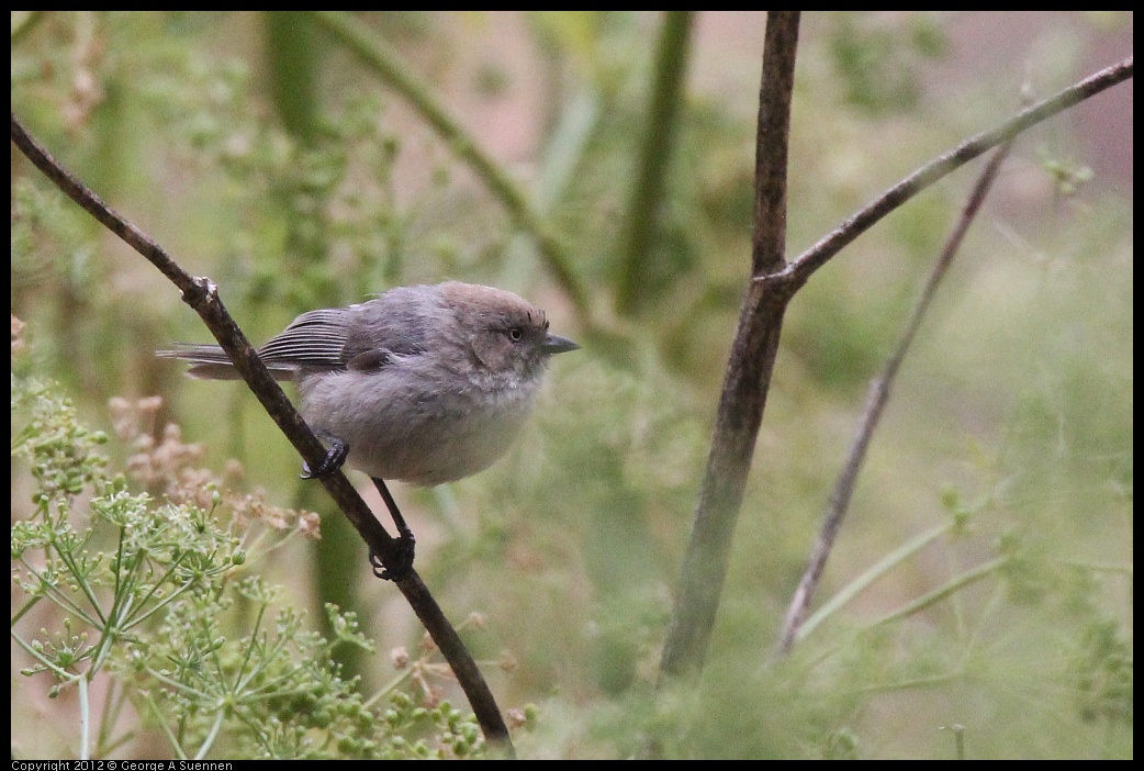 0622-083628-01.jpg - Bushtit