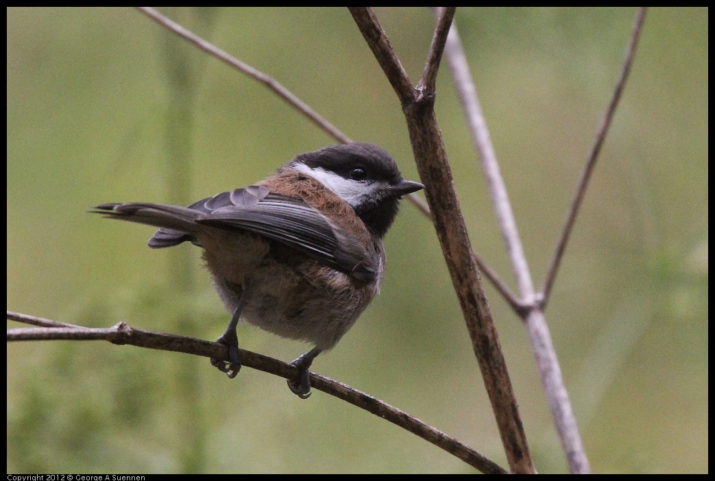 0622-083731-03.jpg - Chestnut-backed Chickadee