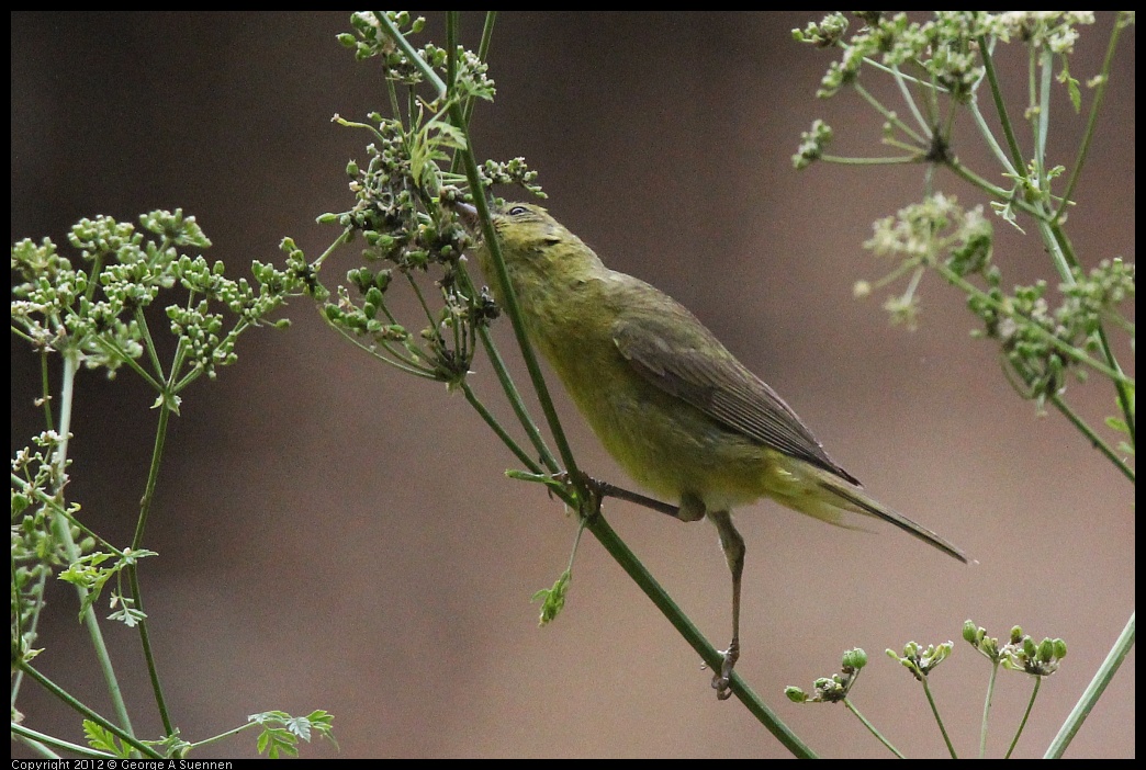 0622-083916-02.jpg -  Orange-crowned Warbler