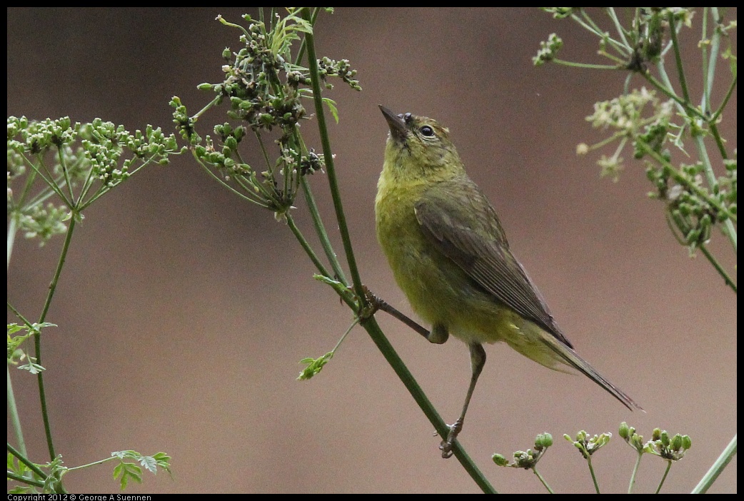 0622-083917-05.jpg -  Orange-crowned Warbler