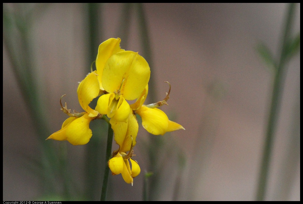 0622-084136-01.jpg - Wildflower