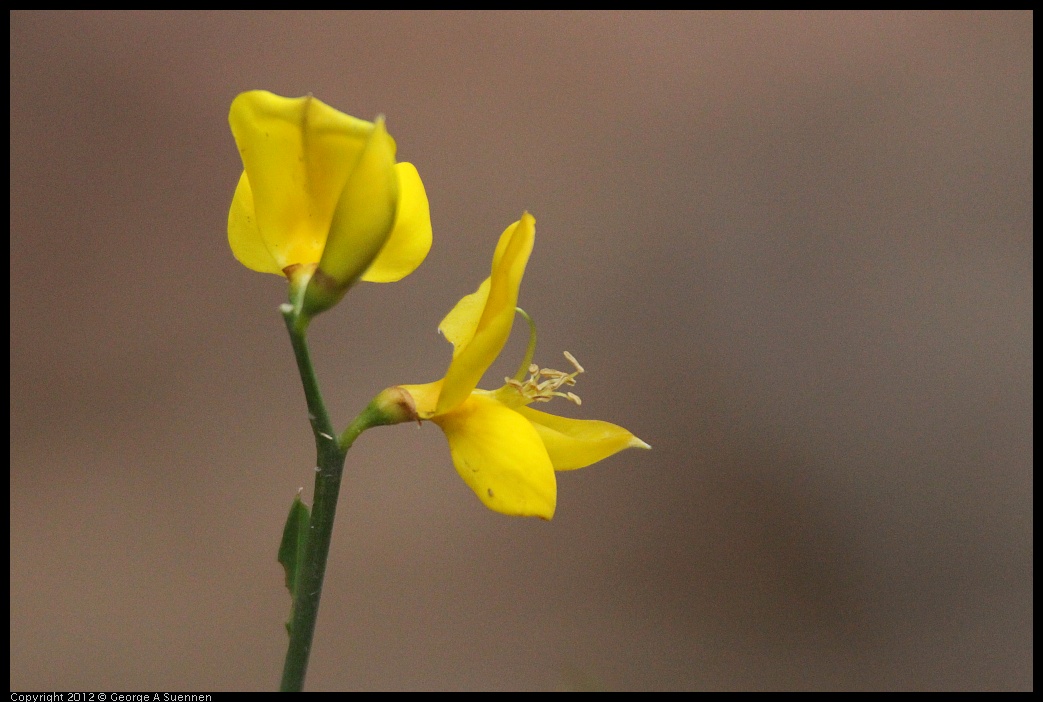 0622-084148-01.jpg - Wildflower