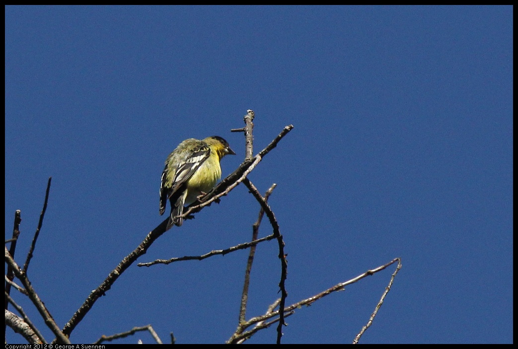 0626-085000-02.jpg - Lesser Goldfinch