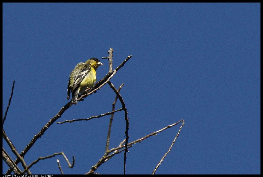 0626-085001-01.jpg - Lesser Goldfinch