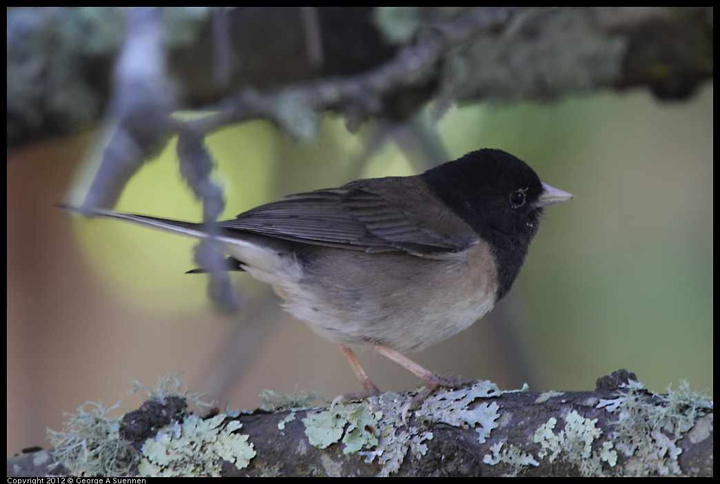 0626-085542-03.jpg - Dark-eyed "Oregon" Junco