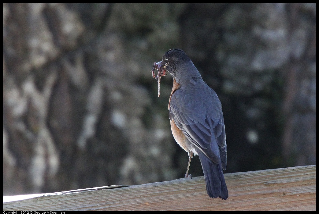 0626-090344-01.jpg - American Robin