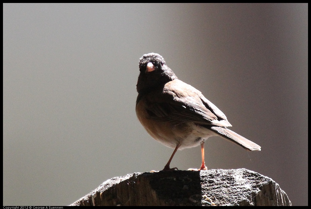 0626-090432-01.jpg - Dark-eyed "Oregon" Junco