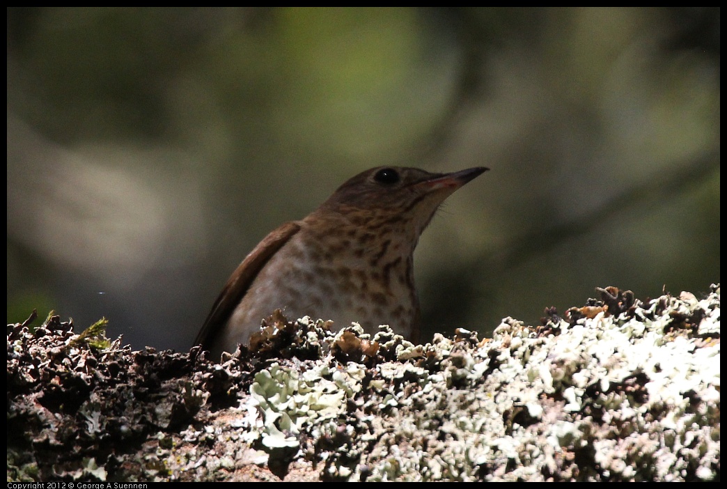 0627-082233-03.jpg - Swainson's Thrush