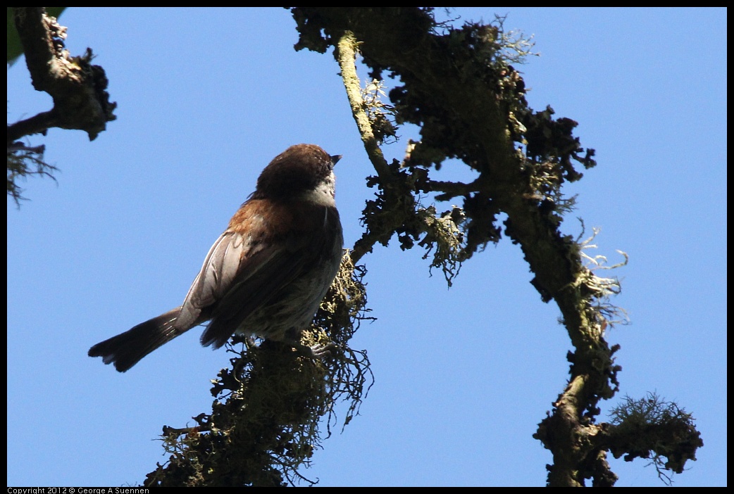 0627-082256-05.jpg - Chestnut-backed Chickadee