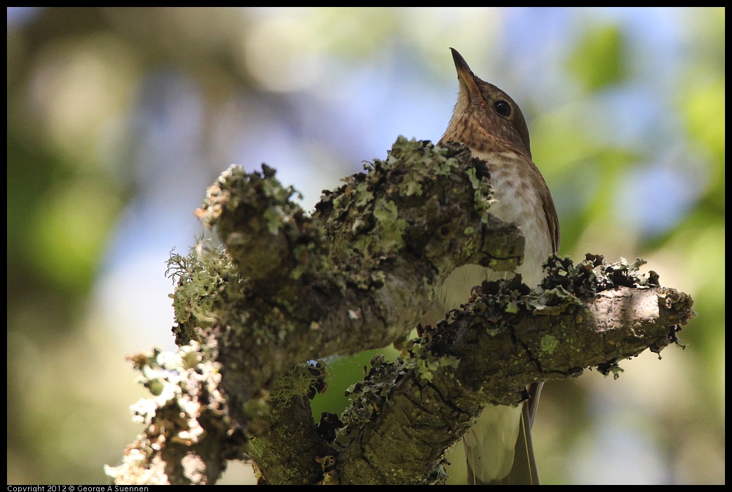 0627-082306-02.jpg - Swainson's Thrush