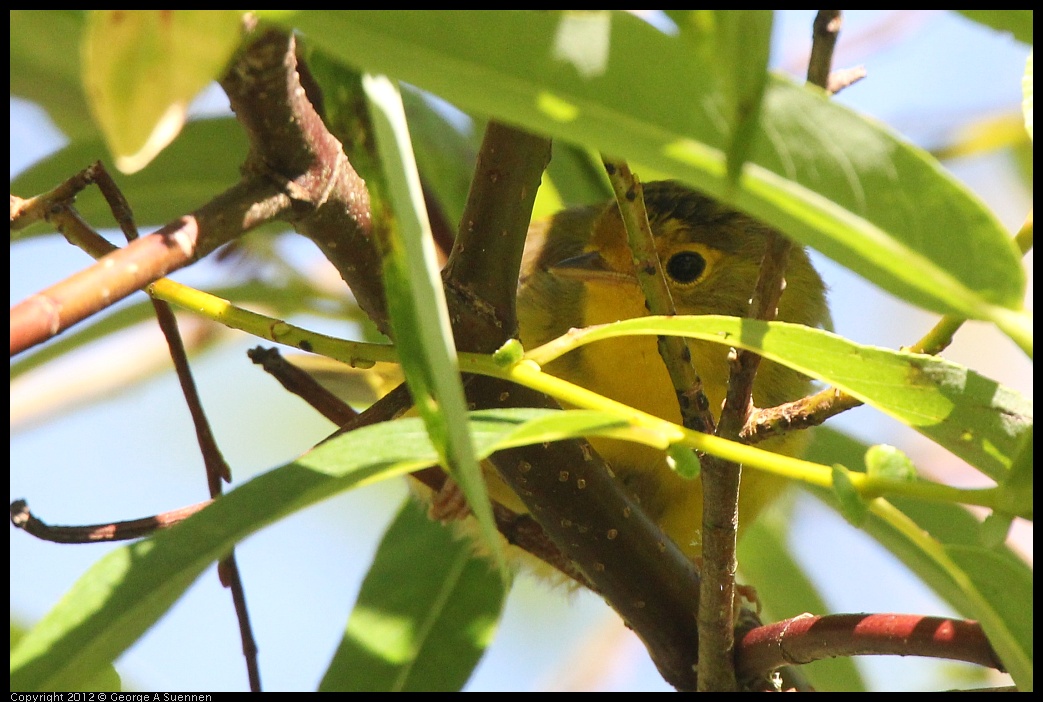 0627-082406-01.jpg - Wilson's Warbler