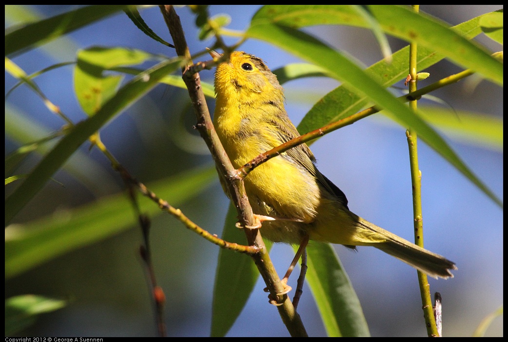 0627-082432-01.jpg - Wilson's Warbler