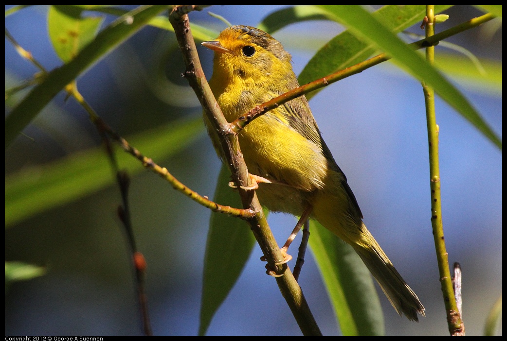 0627-082432-03.jpg - Wilson's Warbler