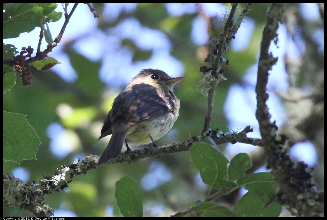 0627-082455-01.jpg - Pacific-slope Flycatcher