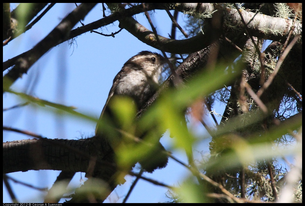 0627-082625-01.jpg - Bewick's Wren