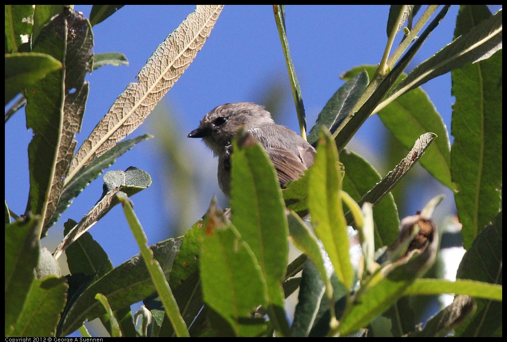 0627-082838-01.jpg - Bushtit