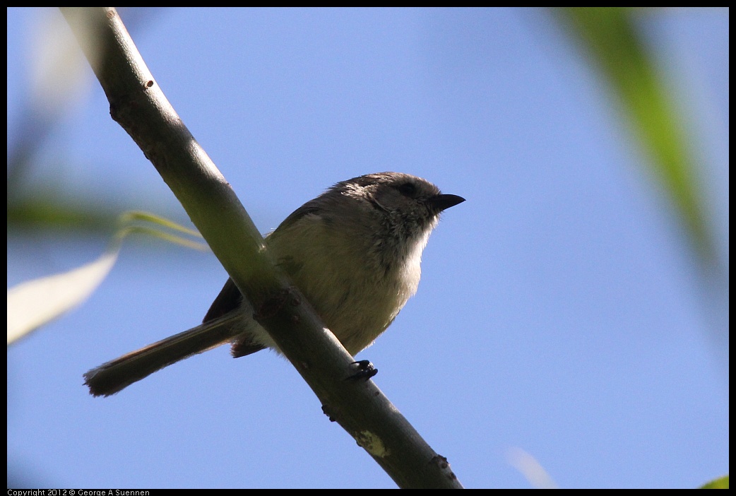 0627-082908-01.jpg - Bushtit