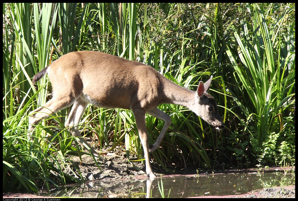 0627-083541-01.jpg - Deer