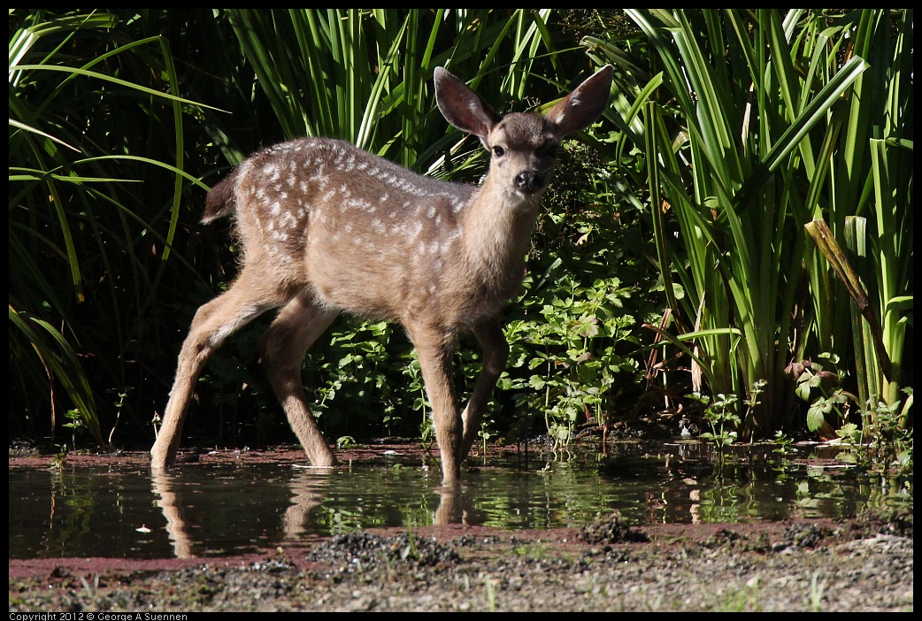 0627-083605-01.jpg - Fawn