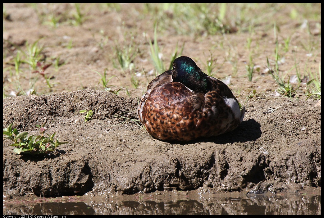 0627-083832-01.jpg - Mallard