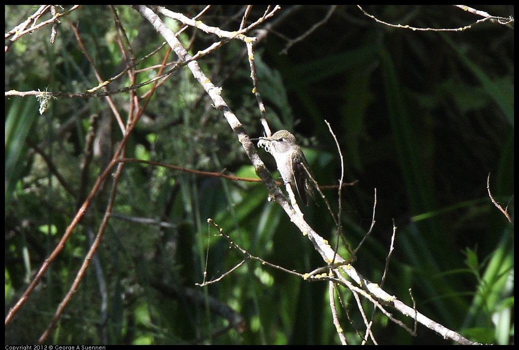 0627-083937-01.jpg - Anna's Hummingbird